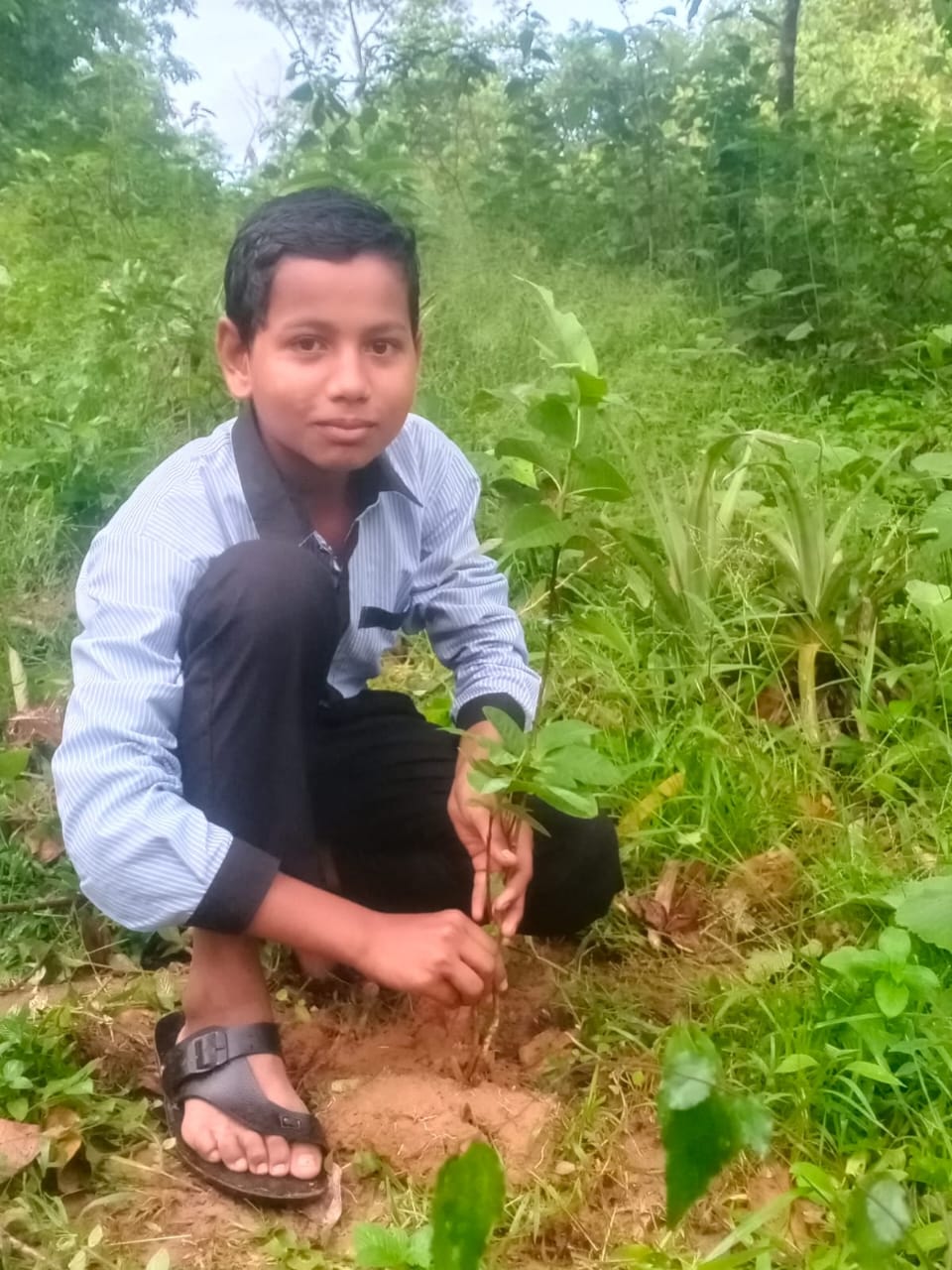 plantation
